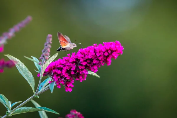 夏の詩的な写真 夏に咲くライラック 蝶の茂み の周りにハチドリの鷹蛾が浮かび 蜜を吸う Macroglossum Steratarum ブドリア ダヴィディ — ストック写真