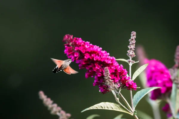 夏の詩的な写真 夏に咲くライラック 蝶の茂み の周りにハチドリの鷹蛾が浮かび 蜜を吸う Macroglossum Steratarum ブドリア ダヴィディ — ストック写真