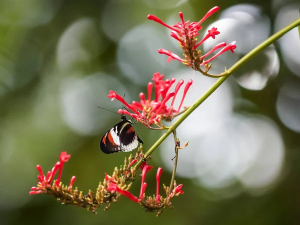 Csodálatos Pillangó Természetes Környezetben Heliconius Melpomene Egy Élénk Színű Bíbor — Stock Fotó