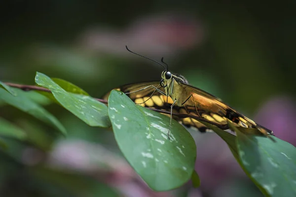 Közelkép King Swallowtail Vagy Thoas Fecskefarkú Csodálatos Pillangó Legdélibb Egyesült — Stock Fotó