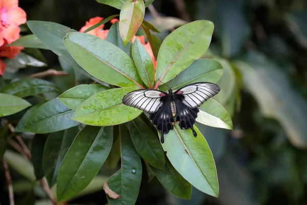 Papilio Rumanzovia 진홍색모르몬 모르몬 나비이다 필리핀에서 발견되지만 타이완 남부의 방랑자로 — 스톡 사진