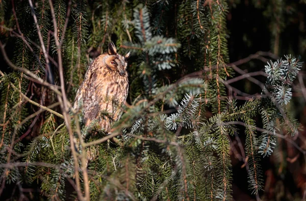 Nahaufnahme Der Eule Die Der Abendsonne Auf Einem Baum Sitzt — Stockfoto