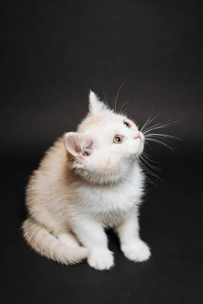 White fluffy kitten on a black background, purebred cat sitting still, white kitten, cute charming kitten, pet — Stock Photo, Image