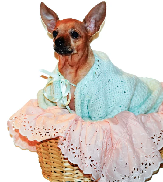 Chihuahua perro en cesta —  Fotos de Stock