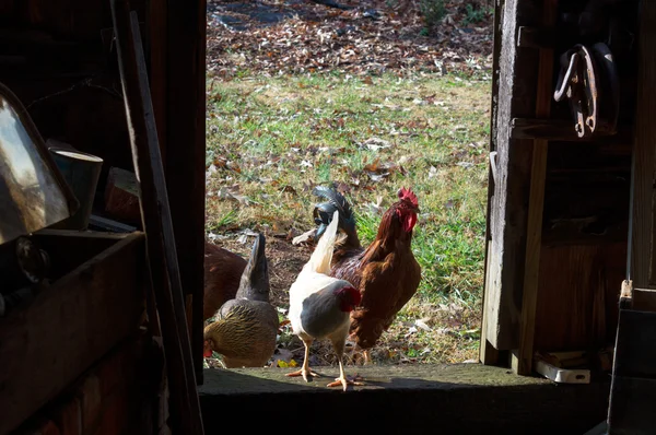 Roosters in a doorway — Stock Photo, Image