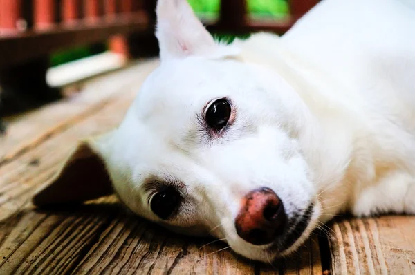 Собака лежит на крыльце - крупным планом — стоковое фото