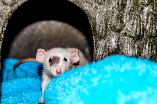 Ratto bianco che guarda la telecamera — Foto Stock