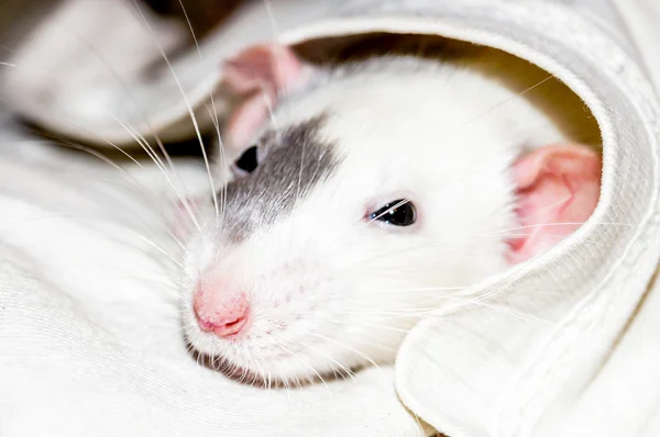 Белая крыса под одеялом Лицензионные Стоковые Фото