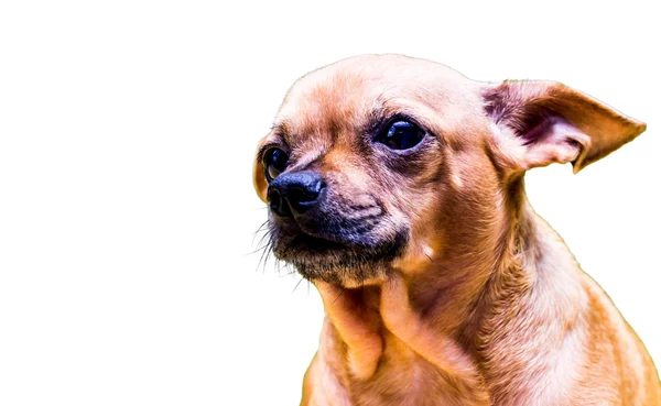 Beyaz arka planda Chihuahua köpeği