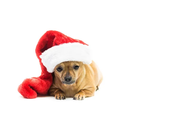 Chihuahua Wearing Christmas Stocking - Left Side — Stock fotografie