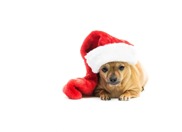 Chihuahua Wearing Christmas Stocking - Right Side — 스톡 사진