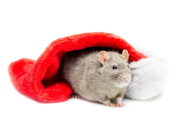 Gray Rat Under Christmas Stocking — 图库照片