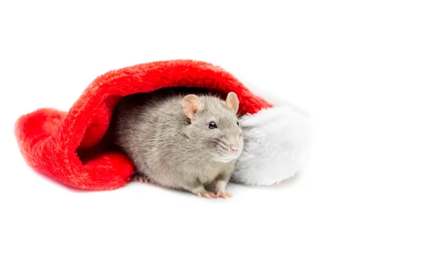 Gray Rat Under Christmas Stocking - Left Side — Zdjęcie stockowe