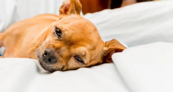 Kameraya bakarak chihuahua