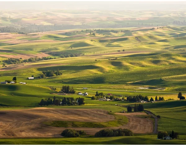 Palouse pola pszenicy — Zdjęcie stockowe