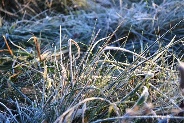 Winter grass