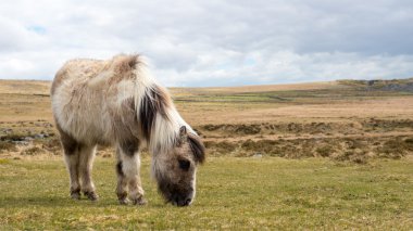 Dartmoor üzerinde otlatma bir vahşi pony