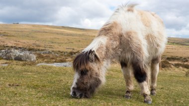 Dartmoor midilli otlatma