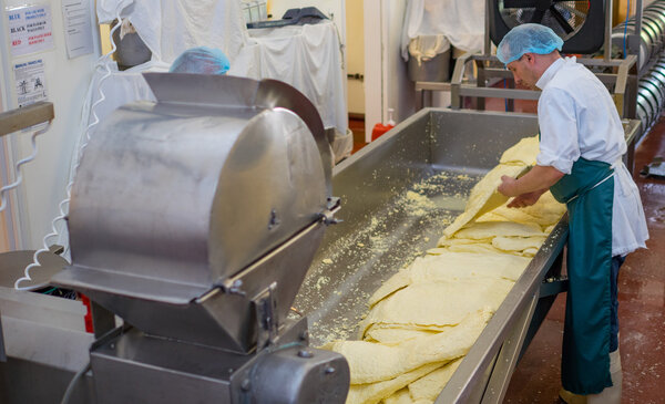 Men processing cheese through a mill