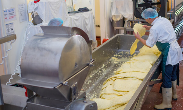 Men processing cheese through a mill