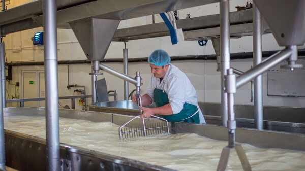 A Cheese factory employee making curd