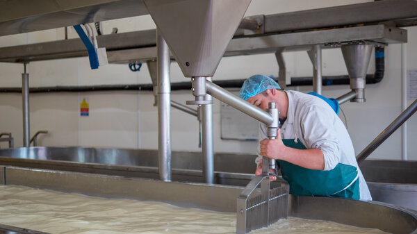 A Cheese factory employee making curd