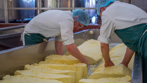 Two men make blocks of cheese