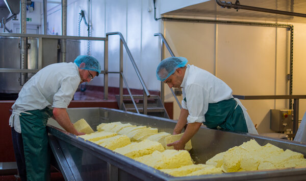 Two men make blocks of cheese
