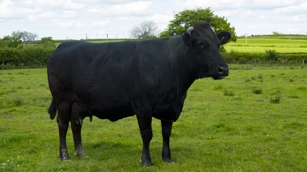 Tek başına duran siyah inek — Stok fotoğraf
