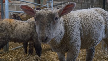Kameraya bakarak merak kuzu
