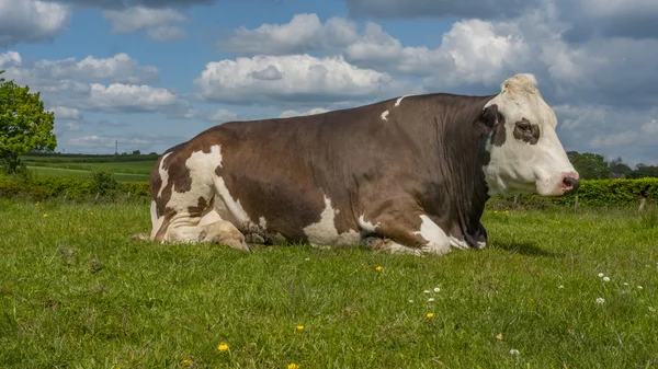 Vaca solteira deitada na grama — Fotografia de Stock
