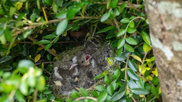 Nest voller Küken — Stockfoto