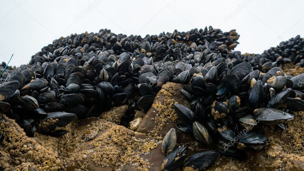 Fresh mussel growing on rocks