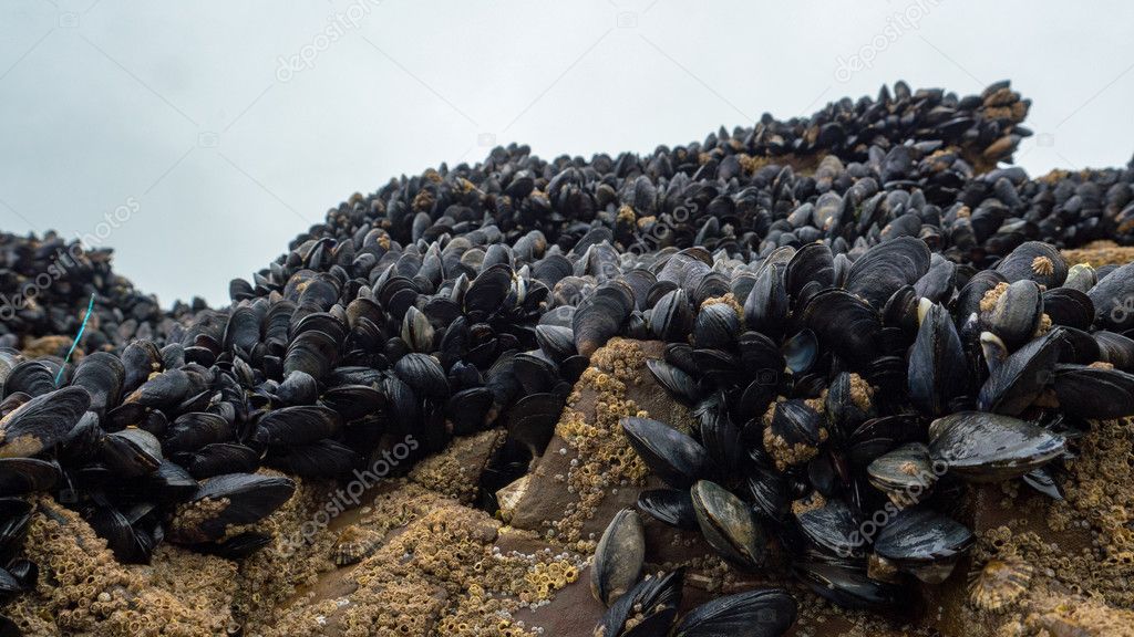 Fresh mussel growing on rocks