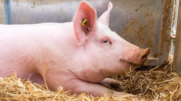 Sehr großes Schwein auf Heu — Stockfoto