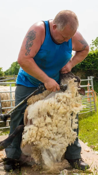 Sheep shearing by local farmer — Stock Photo, Image