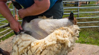 yerel çiftçi tarafından yapılmaktadır kesme koyun