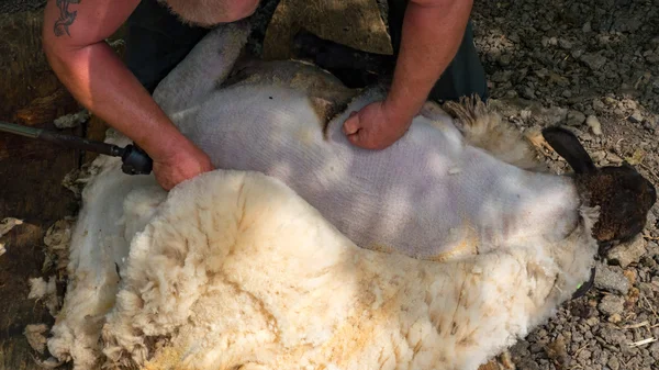 正在进行的当地农民剪羊毛 — 图库照片