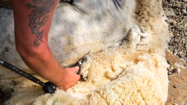 Sheep shearing being done by local farmer — Stock Photo, Image