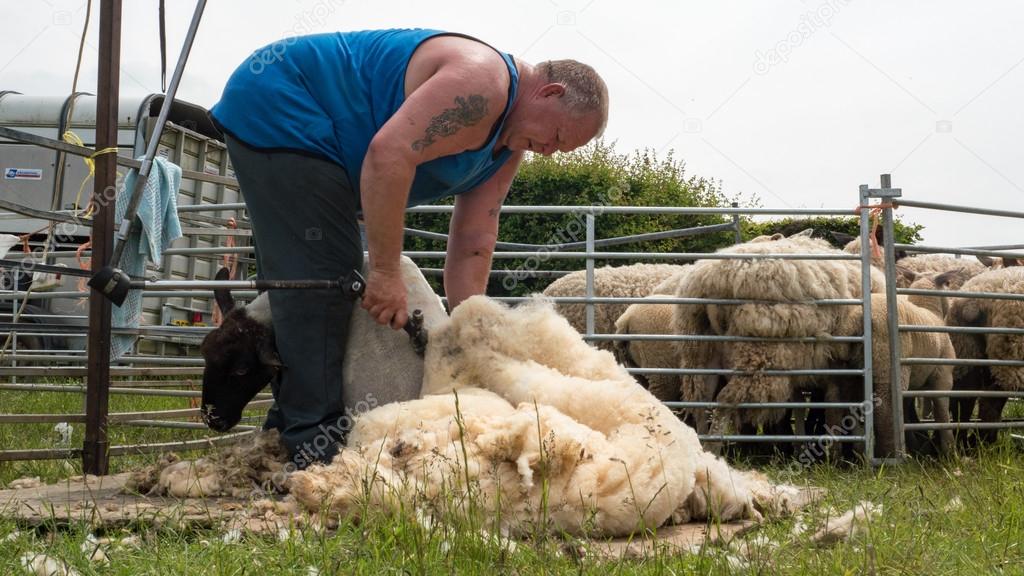 Sheep shearing fjfghj — Stock Photo © Noofoo 115011610