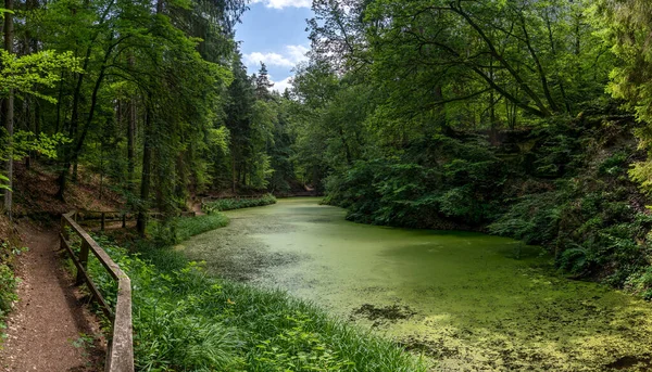 Idilli Erdőben Zöld Kacsamoszattal Borítva Maerchensee Wendelsheim Ben Rottenburg Neckar — Stock Fotó