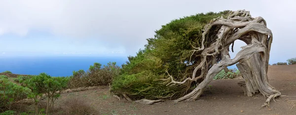 El Hierro, Kanarya Adaları. Ünlü Sabina ardıç ağacı. Doğanın ve adanın simgesi.