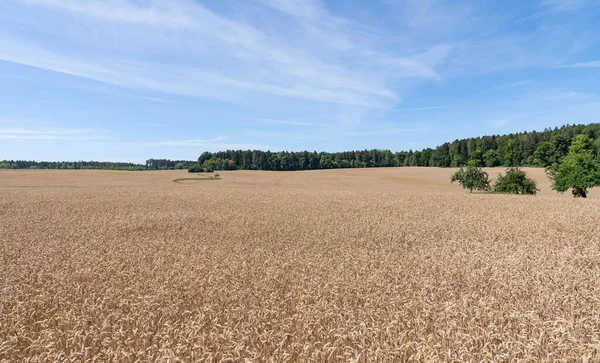 Large Idyllic Grain Field Surrounded Forest Summer Picturesque Blue Sky — Stock Photo, Image