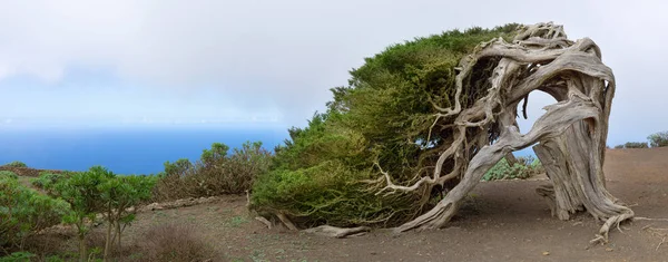 Hierro Kanarische Inseln Der Berühmte Wacholder Sabina Symbol Der Natur Stockbild