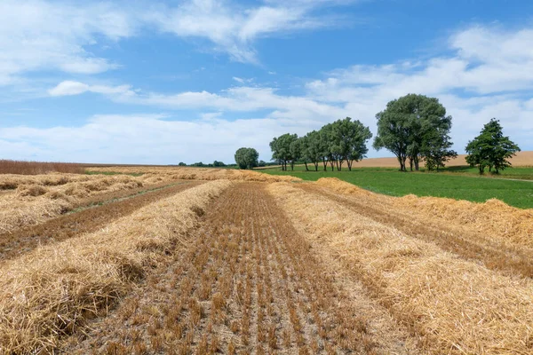 Pequeñas Hileras Paja Idílico Paisaje Rural Con Árboles — Foto de Stock