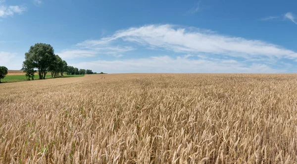 Campo Trigo Integral Ligero Justo Antes Cosecha Verano Rural — Foto de Stock