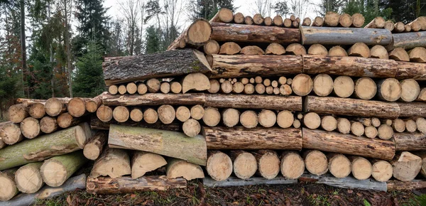 Armazenamento Troncos Árvores Empilhadas Floresta Panorama Indústria Madeireira — Fotografia de Stock