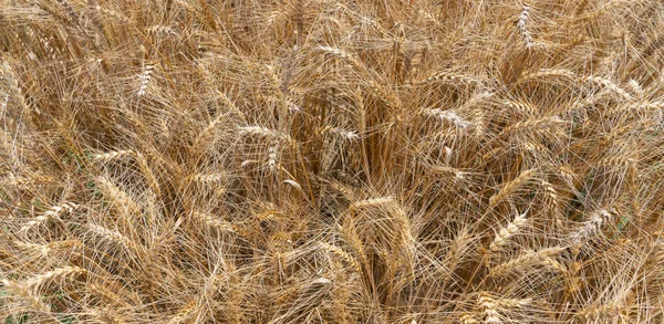 Las Espigas Maduras Castañas Las Plantas Cereales Con Los Toldos — Foto de Stock