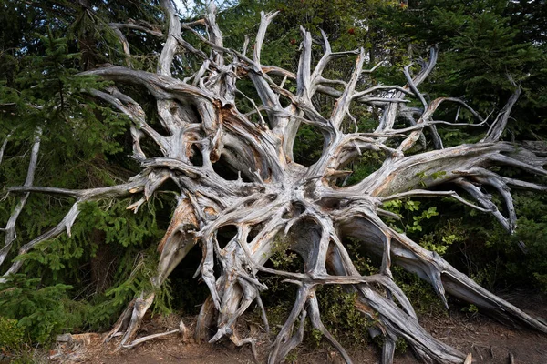 Old Root Plate Tree Windthrow Close Taken Lotharpfad Black Forest — Φωτογραφία Αρχείου