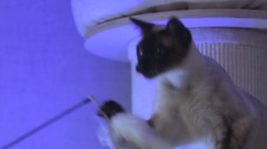 Güzel Bengal kedisi oynar, pençelerini biler, oyuncakları ısırır.